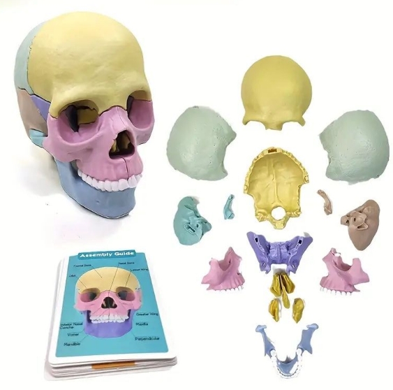 1pc カラフル分解可能な頭蓋骨学校解剖学教材シミュレーション頭蓋骨